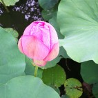水瀬　蓮